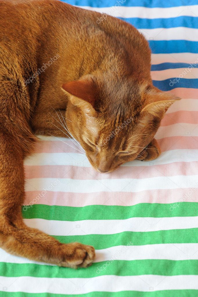 Purebred abyssinian cat lying on couch