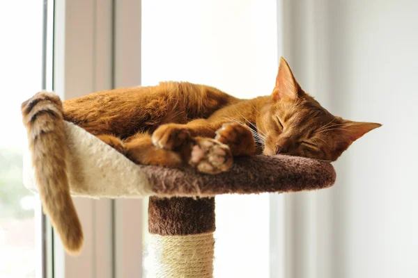 Safkan abyssinian kedi mesaj tırmalamak yalan