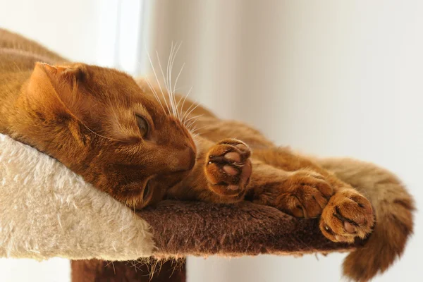 Purebred abyssinian cat lying on scratching post