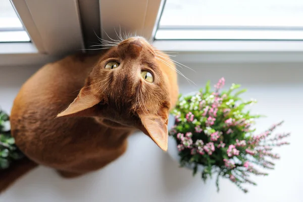 Habeş heather ve succul ile pencere üzerinde oturan kedi