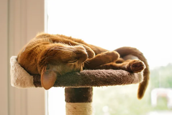 Purebred abyssinian cat lying on scratching post — Stock Photo, Image