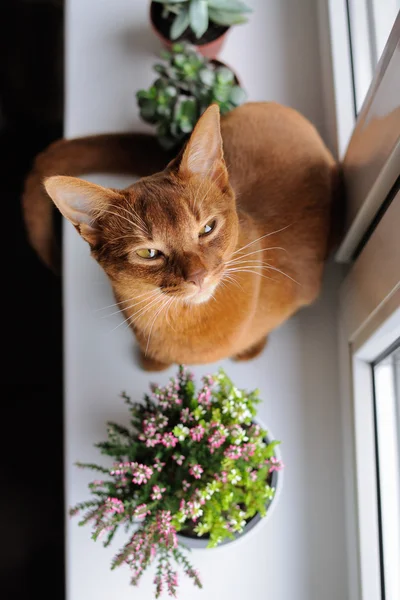 Habeş heather ve succul ile pencere üzerinde oturan kedi