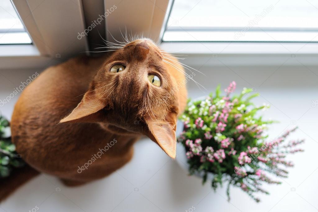 Abyssinian cat sitting on the windowsill with heather and succul