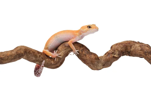 Gecko pequeno engraçado preso em um ramo — Fotografia de Stock