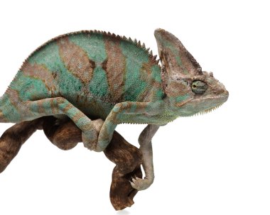 Yeşilimsi kahverengi bukalemun dalı