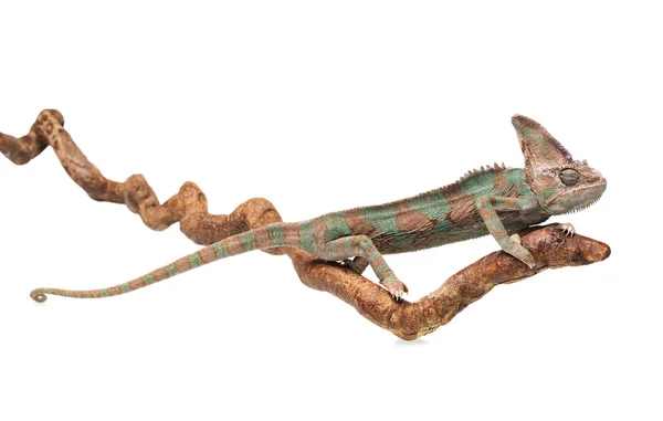 Camaleão marrom esverdeado endireitado no ramo — Fotografia de Stock