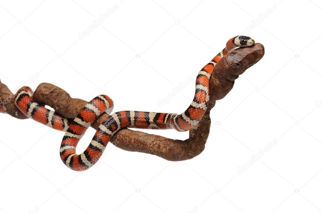 Milk snake with smooth and shiny scales