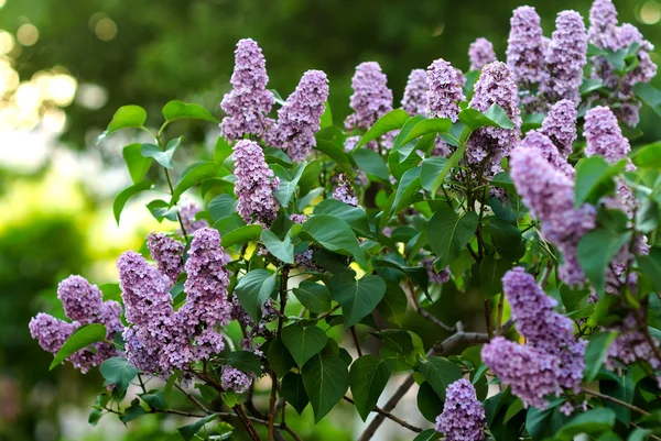 Primer plano hermosas flores lila con las hojas — Foto de Stock