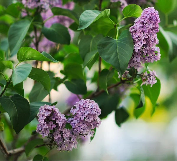 Gros plan belles fleurs lilas avec les feuilles — Photo