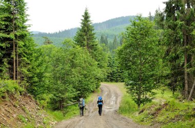  çam ağaçları ile orman