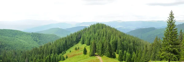 Panorama of Beautiful Mountain forest — Stock Photo, Image