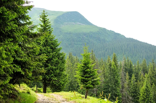 Güzel dağ orman Panoraması