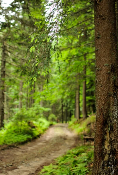 Foresta con abeti — Foto Stock