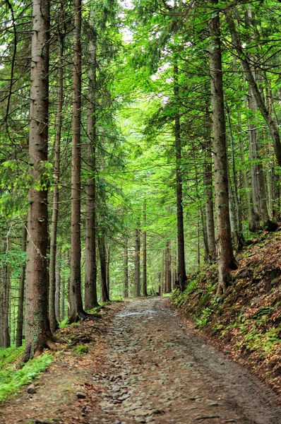 Vista all'interno della foresta sugli abeti — Foto Stock