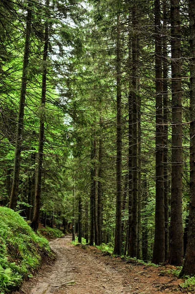 Köknar ağaçları orman içinde görüntülemek — Stok fotoğraf