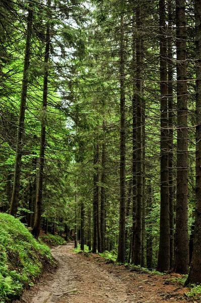 Vista all'interno della foresta sugli abeti — Foto Stock