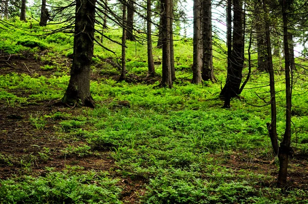 Bosco, erba e abeti — Foto Stock