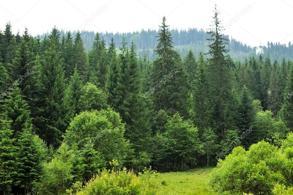 forest with fir trees