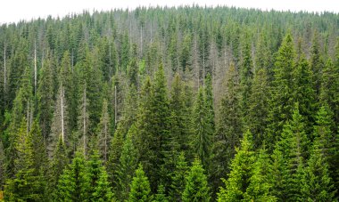 Gizem orman çam ağaçları