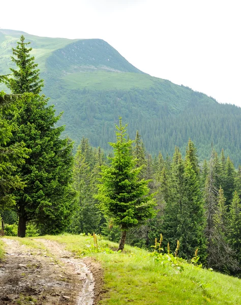 Bella foresta di montagna — Foto Stock