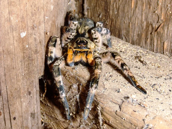 Starý pavouk tarantule — Stock fotografie