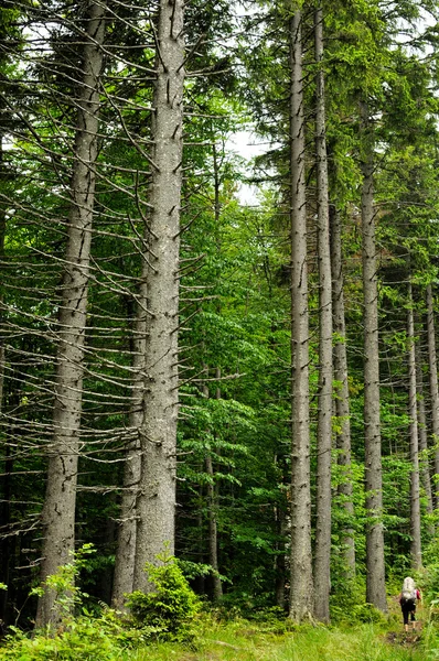 Vista all'interno della foresta sugli abeti — Foto Stock