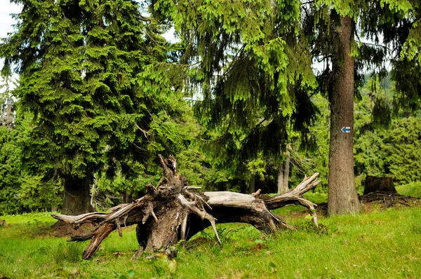 Bosque con abetos — Foto de Stock