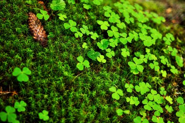 Moss sphagnum ve yonca Close-Up