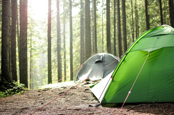 Tents in the pine forest — Stock Photo, Image