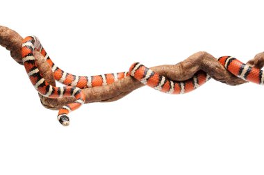 İzole Arizona dağ kingsnake dalı