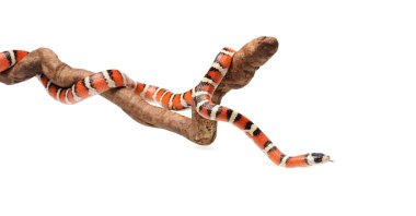 İzole Arizona dağ kingsnake dalı