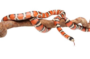 İzole Arizona dağ kingsnake dalı
