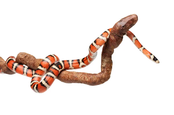 İzole Arizona dağ kingsnake dalı
