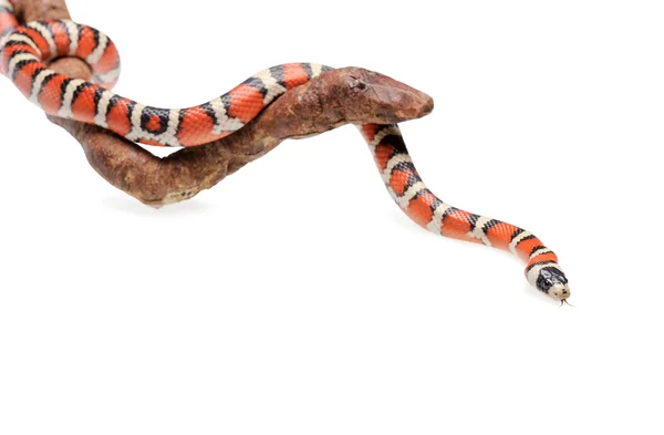 Isolated Arizona mountain kingsnake on branch — Stock Photo, Image