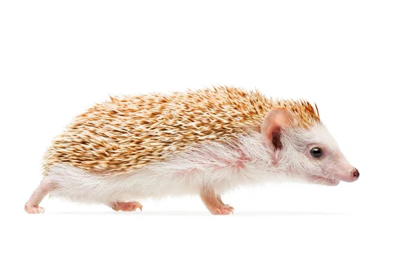 Hedgehog isolated on white background — Stock Photo, Image