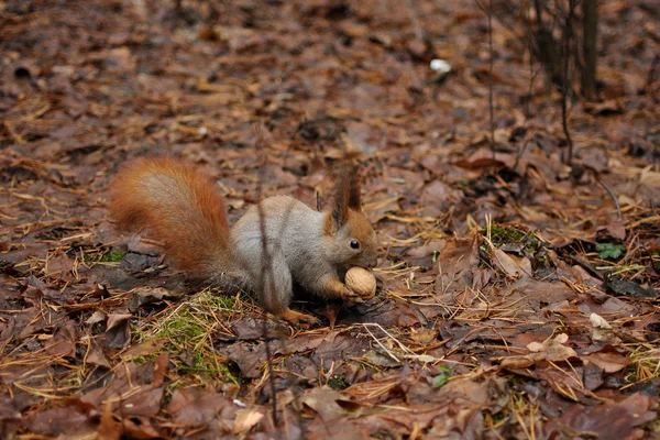 红松鼠在公园里吃核桃 — 图库照片