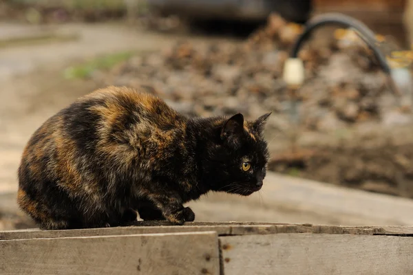 Sokakta oturan kaplumbağa kabuğu Torty kabarık kedi