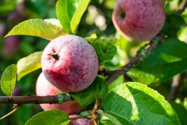 Bahçedeki bir dalda kırmızı elmalar