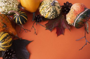 çok renkli balkabakları, koniler ve turuncu arka planda Cadılar Bayramı dalları