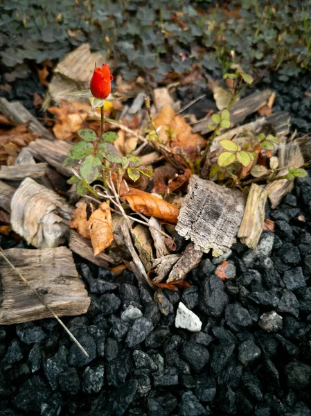 Single Small Red Rose Standing Wood Chips — Stock Photo, Image