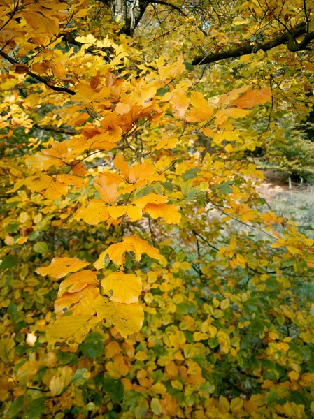 Brown Amarelo Laranja Outono Colorido Folhas Uma Árvore Luz Saturada — Fotografia de Stock