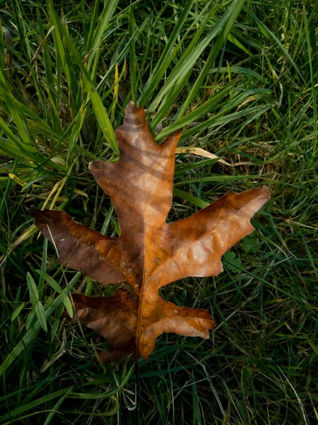 Pojedynczy Duży Upadek Brązowy Jesień Uschnięty Liść Dębu Leżący Trawie — Zdjęcie stockowe