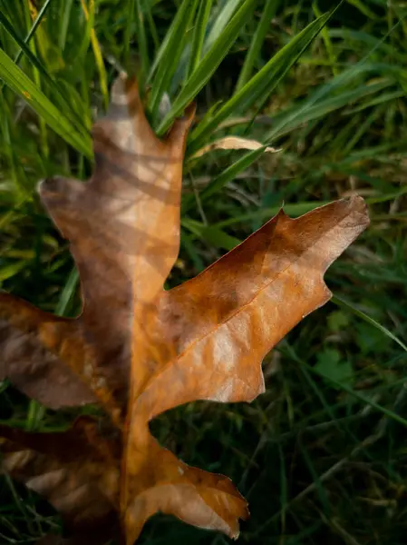 Single Large Fallen Brown Autumn Withered Oak Leaf Laying Grass — Stock Photo, Image