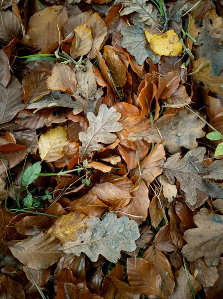 Brown Yellow Orange Autumn Colored Leaves Laying Ground Saturated Light — Stock Photo, Image