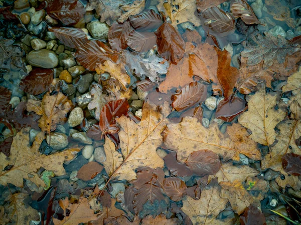 Brown Yellow Orange Autumn Colored Leaves Laying Ground Saturated Light — Stock Photo, Image