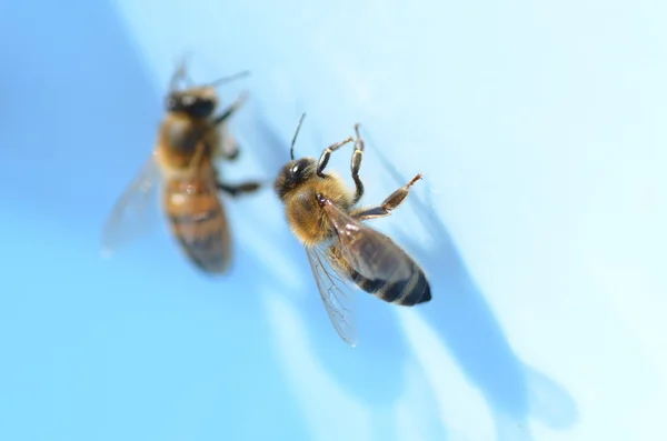 2 Bienen — Stockfoto