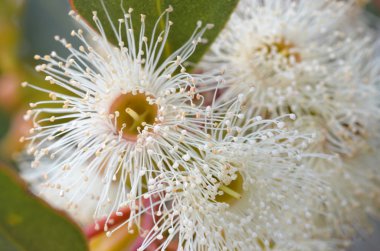 Beyaz eucalytus