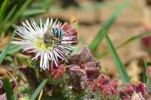 Pszczoła niebieski — Zdjęcie stockowe