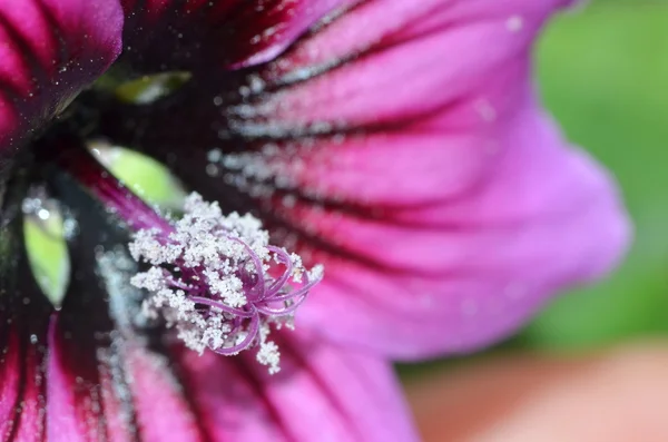 Flor púrpura — Foto de Stock