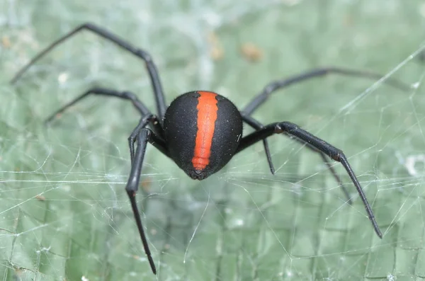 澳大利亚红背蜘蛛 — 图库照片
